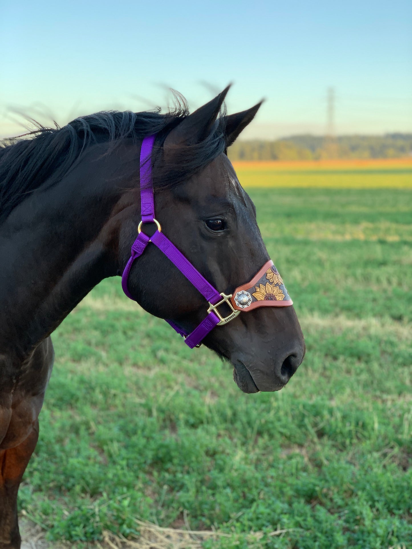 Custom Leather Bronc Halter - Pistol Annie's Boutique